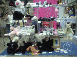 CA390437.gif