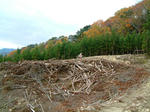 DSCF0013.JPG