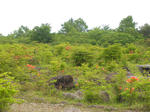 SANY0406.jpg