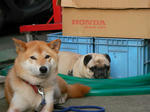 14_inu.jpg