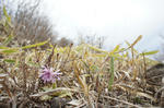 DSC01244-2.jpg
