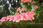 DSC06102-2.JPG