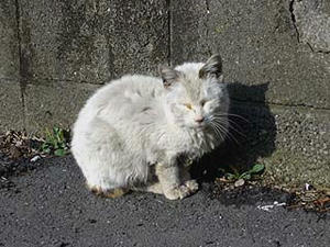 010cat.jpg