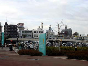 rosaip.jpg