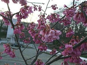 001donwsakura.jpg