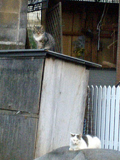 003twocats.jpg