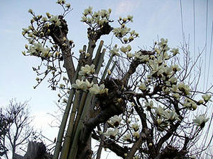 005mokuren.jpg