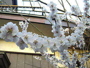 014ume.jpg