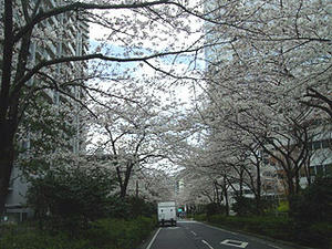 001sakura.jpg