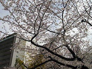 011sakura.jpg