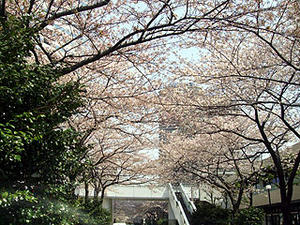 006sakura.jpg