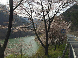 029lakesakura.jpg