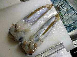 009ikakimooff.jpg