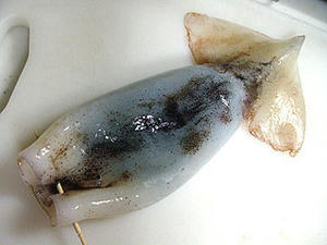 002ikatume.jpg