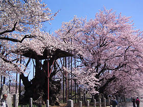 [画像：The Jindai-zakura blossam tree in Yamataka]