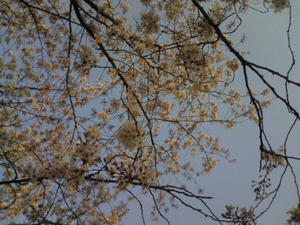 [画像：桜]