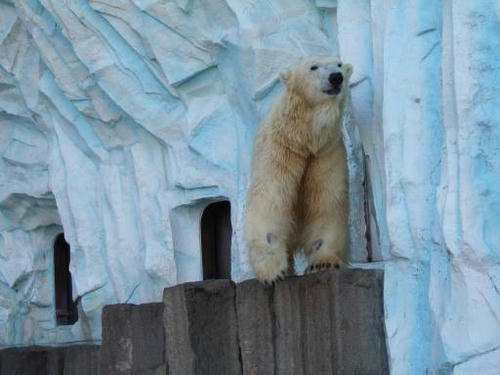 pobear.jpg