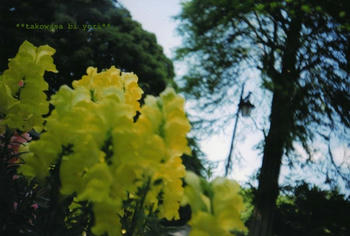 lomo27.JPG
