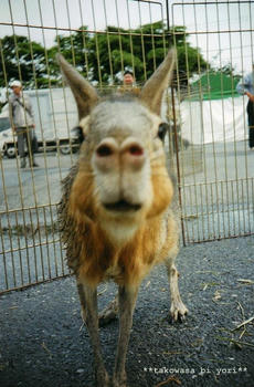 lomo28.JPG