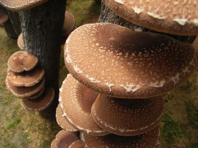 shiitake.jpg