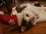 DSC00259.JPG