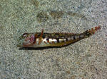 acda65c3.jpg