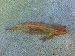 c6684450.jpg