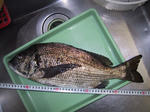 59fc0842.jpg