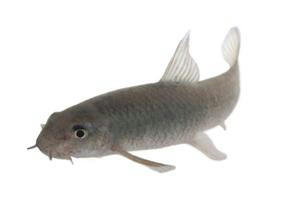 fish.JPG