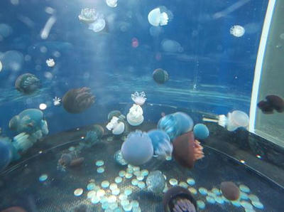 DSCF9185.JPG