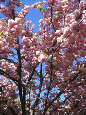 sakura4