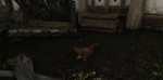 coko.PNG