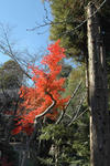 平成20年の紅葉
