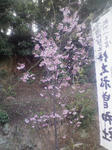 門神さまの桜