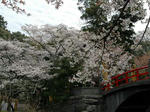 伊太祁曽神社（和歌山市）満開の桜