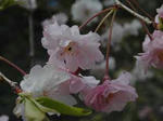 ２色の桜