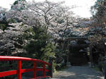４月７日　朝の桜