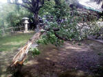 風で倒れた八重桜