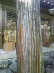 拝殿前の杉の木