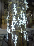 拝殿前の杉の木
