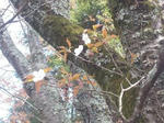 伊太祁曽神社の桜