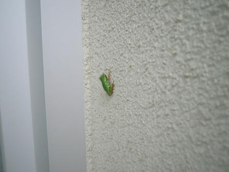 IMG_4795.JPG