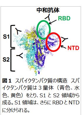 スパイクタンパク
