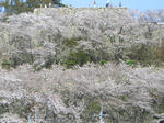 sakura.jpg