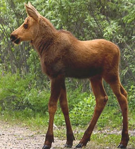 ヘラジカの小鹿