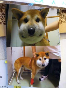 まむしに噛まれた犬