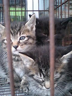 猫さん