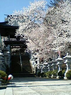 桜の写真
