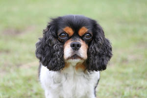 相方実家の犬（これでも♀なのよ