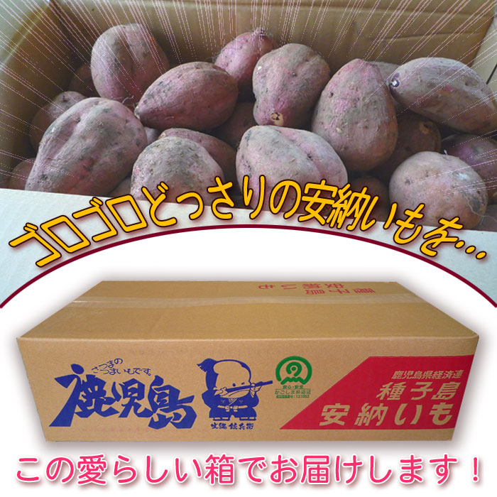 【お歳暮用　のし付き（名入れ不可）　種子島産】安納いも 5kg（25個前後）